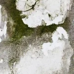 Schimmelpilzsanierung