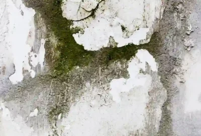 Schimmelpilzsanierung